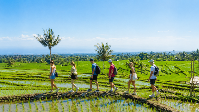 Rice Fields
